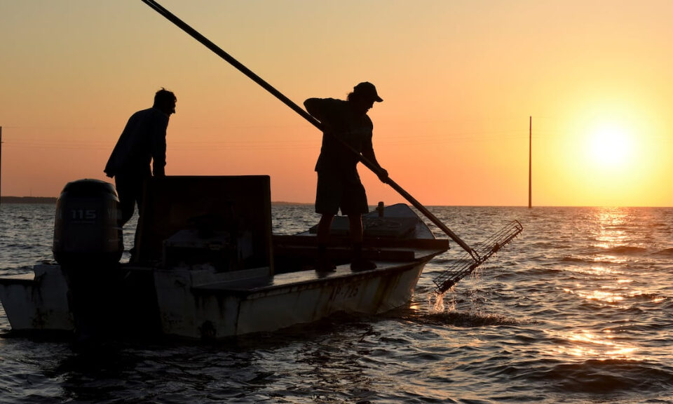 La bahía de Apalachicola de Florida recibió una aprobación preliminar para reabrir para la recolección de ostras