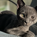 Rescatan a 125 gatos en condiciones extremas en Florida: 107 fueron sacrificados