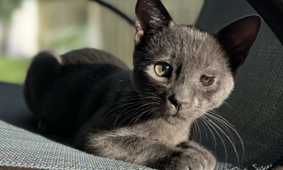 Rescatan a 125 gatos en condiciones extremas en Florida: 107 fueron sacrificados