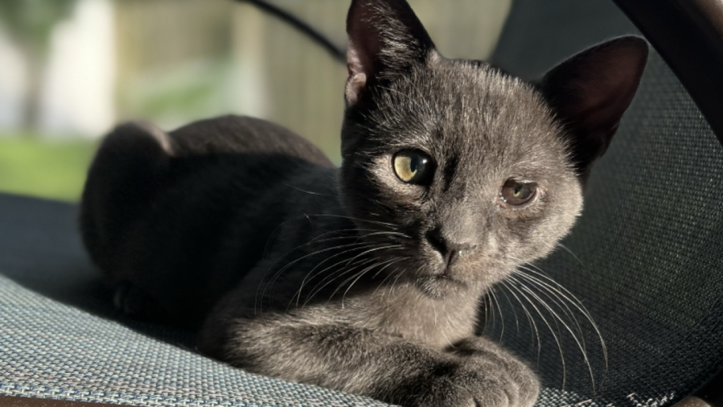 Rescatan a 125 gatos en condiciones extremas en Florida: 107 fueron sacrificados