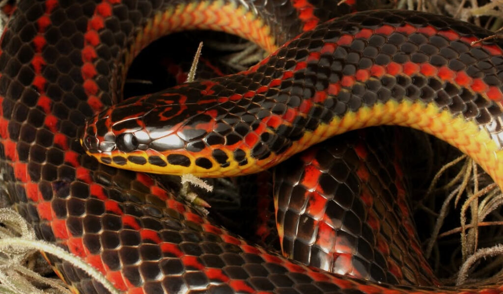 FWC pide ayuda comunitaria para rastrear a la esquiva serpiente arcoíris