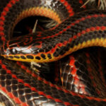 FWC pide ayuda comunitaria para rastrear a la esquiva serpiente arcoíris