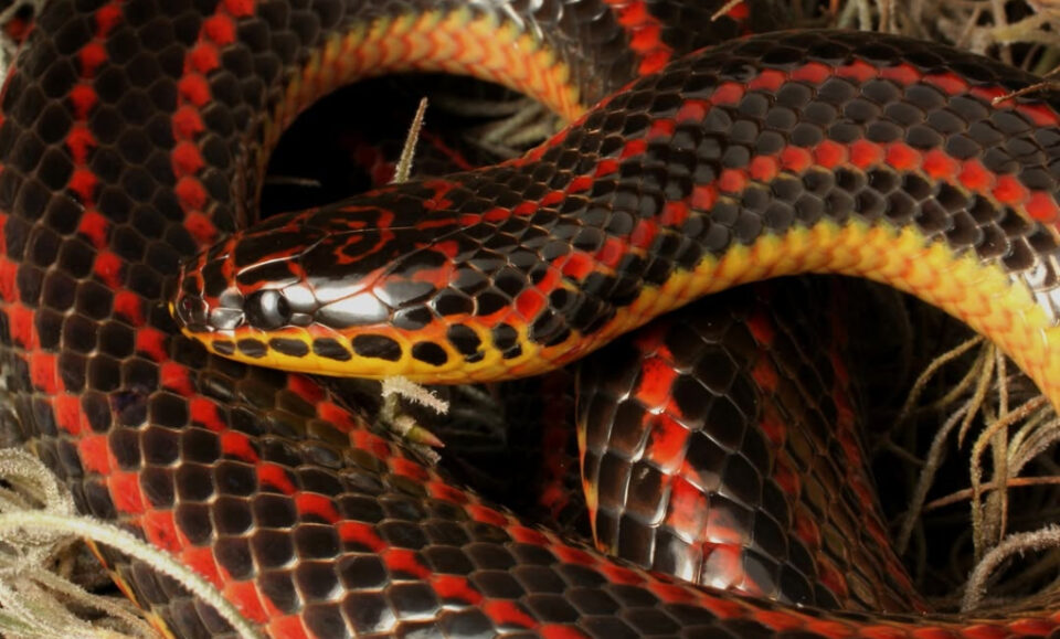 FWC pide ayuda comunitaria para rastrear a la esquiva serpiente arcoíris