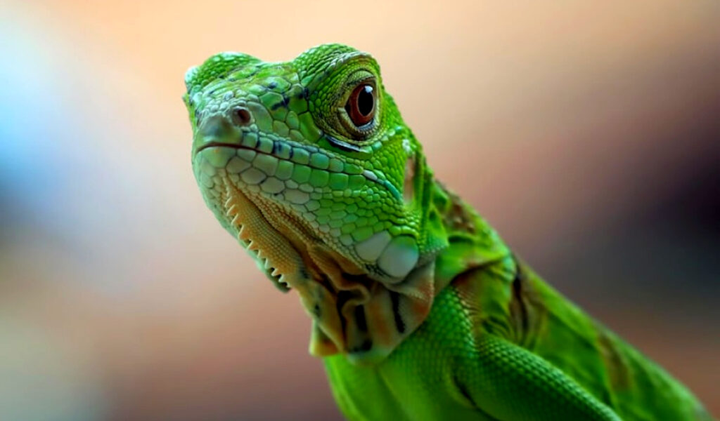 Invasión de iguanas en el sur de Florida: ¿cómo mantenerlas lejos de los hogares?