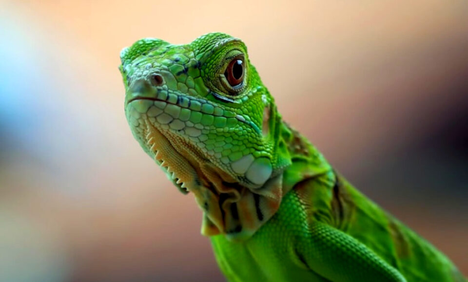 Invasión de iguanas en el sur de Florida: ¿cómo mantenerlas lejos de los hogares?