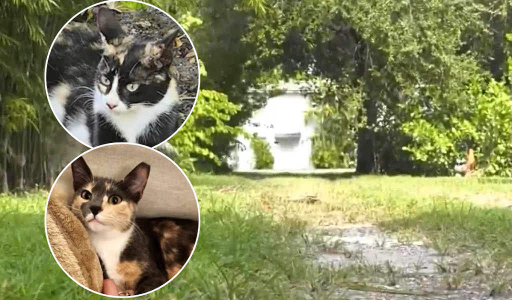 Vecino de Biscayne Park arrestado por envenenamiento mortal de dos gatos