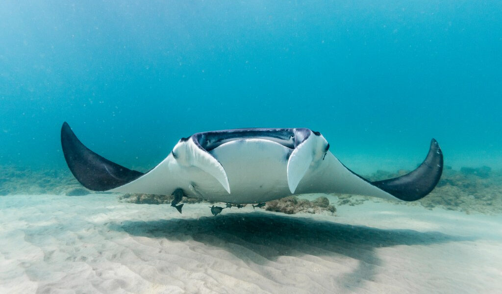 Tres Manta Rays de Florida capturadas para SeaWorld Abu Dhabi, uno murió, según los registros.