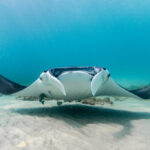 Tres Manta Rays de Florida capturadas para SeaWorld Abu Dhabi, uno murió, según los registros.