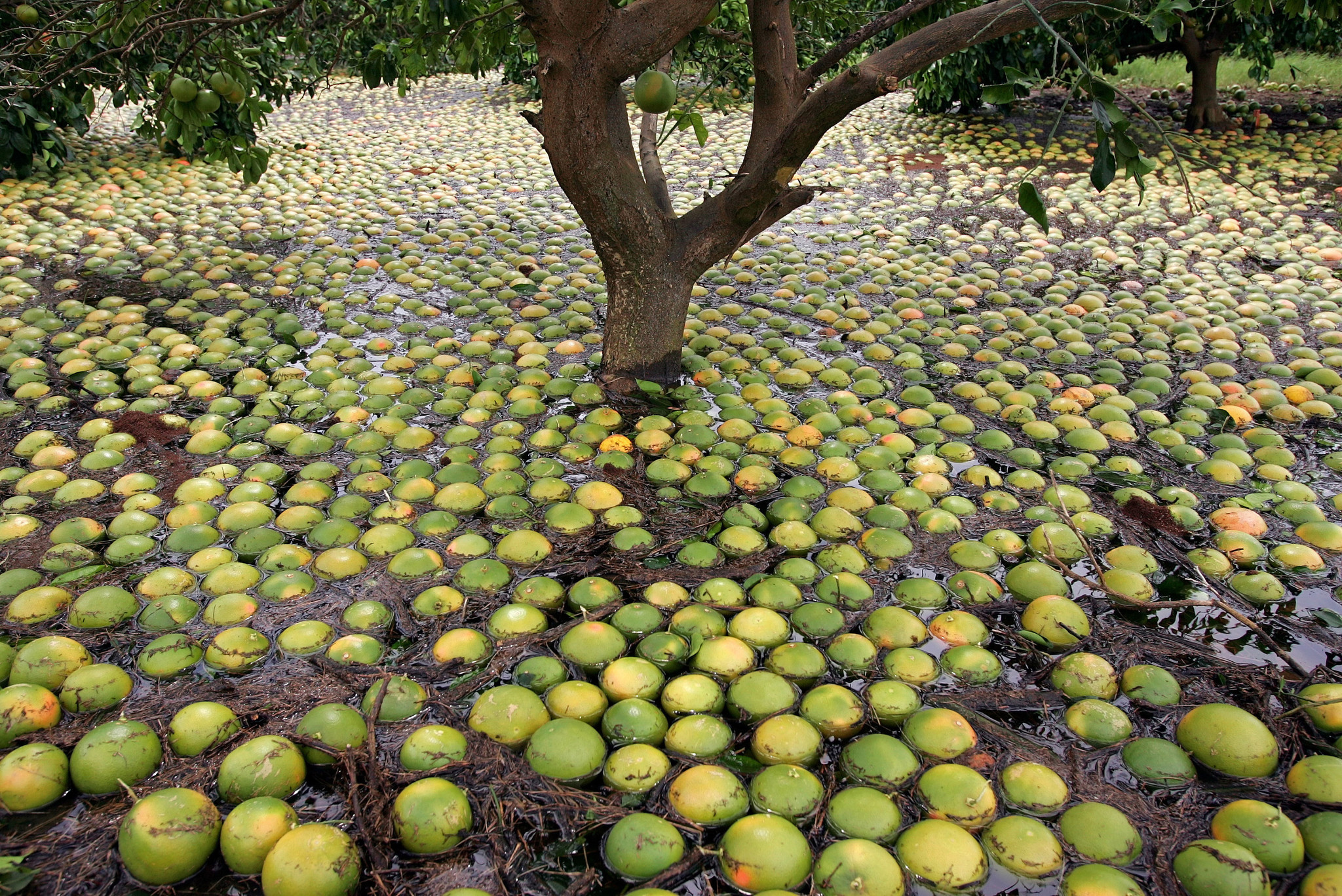 Cientos de toronjas flotan bajo los árboles inundados en los huertos de Sun Ag, Inc., el lunes 6 de septiembre de 2004, en el condado de Indian River cerca de Fort Pierce, Florida.