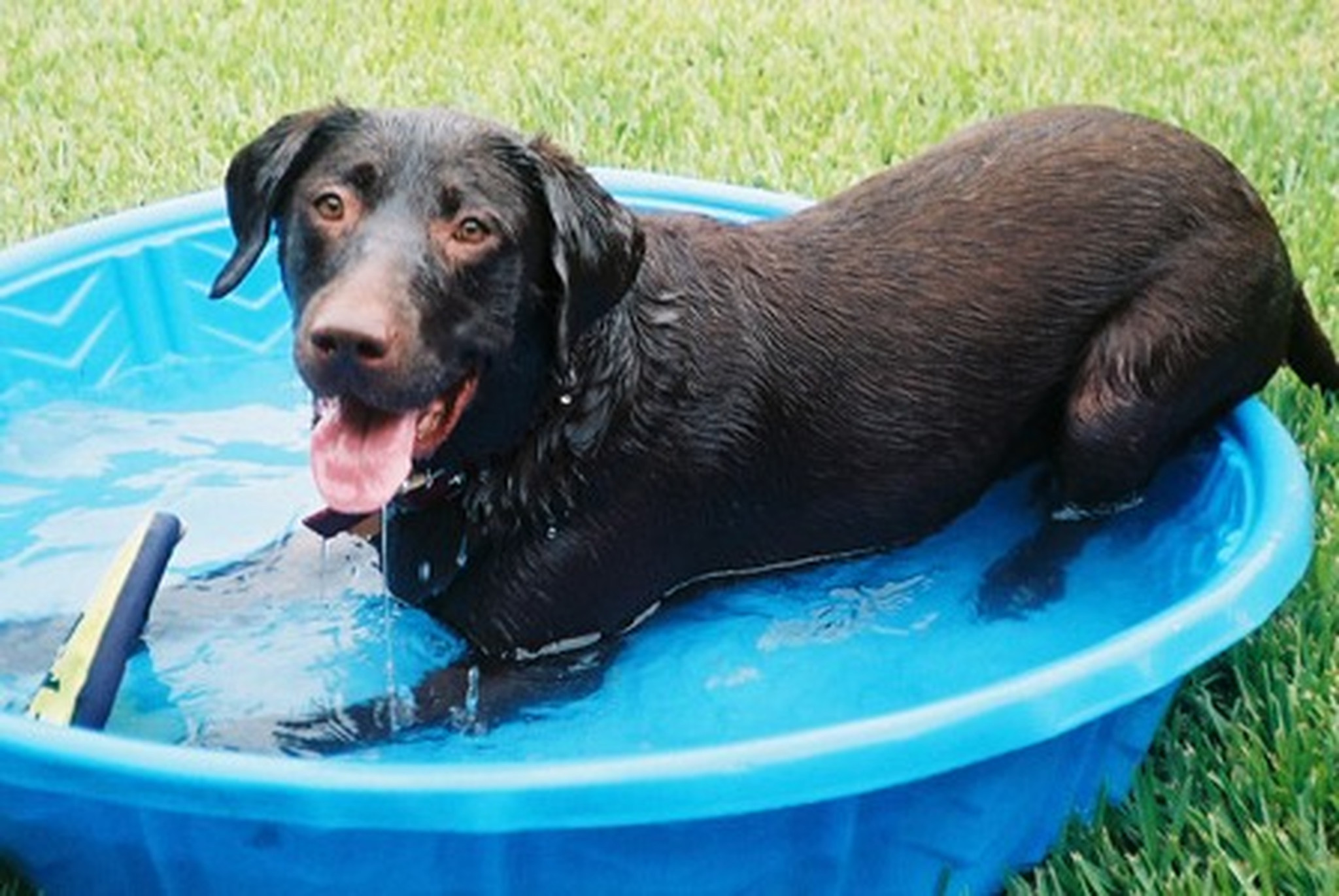 Buddy pasó muchos días enfriándose en su piscina después de correr por el patio para atrapar su disco volador.
