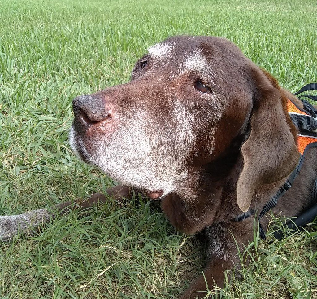 Buddy Eyes un regalo en el patio trasero en el Día de Acción de Gracias. Celebró su cumpleaños de 15 años y 11 meses el 27 de noviembre.