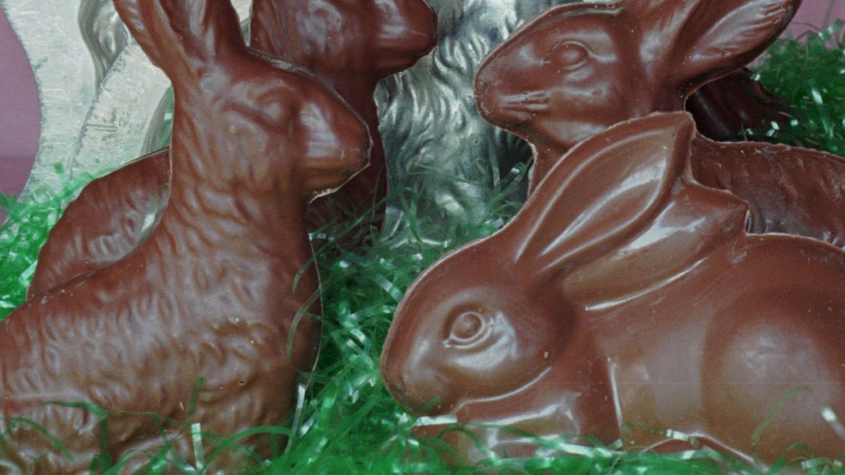 Observe a sus mascotas con cuidado durante el fin de semana de Pascua cuando estén conejitos de chocolate y hierba de Pascua de plástico. Ambos presentan peligros potenciales para los animales.