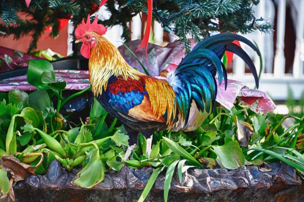 pollos