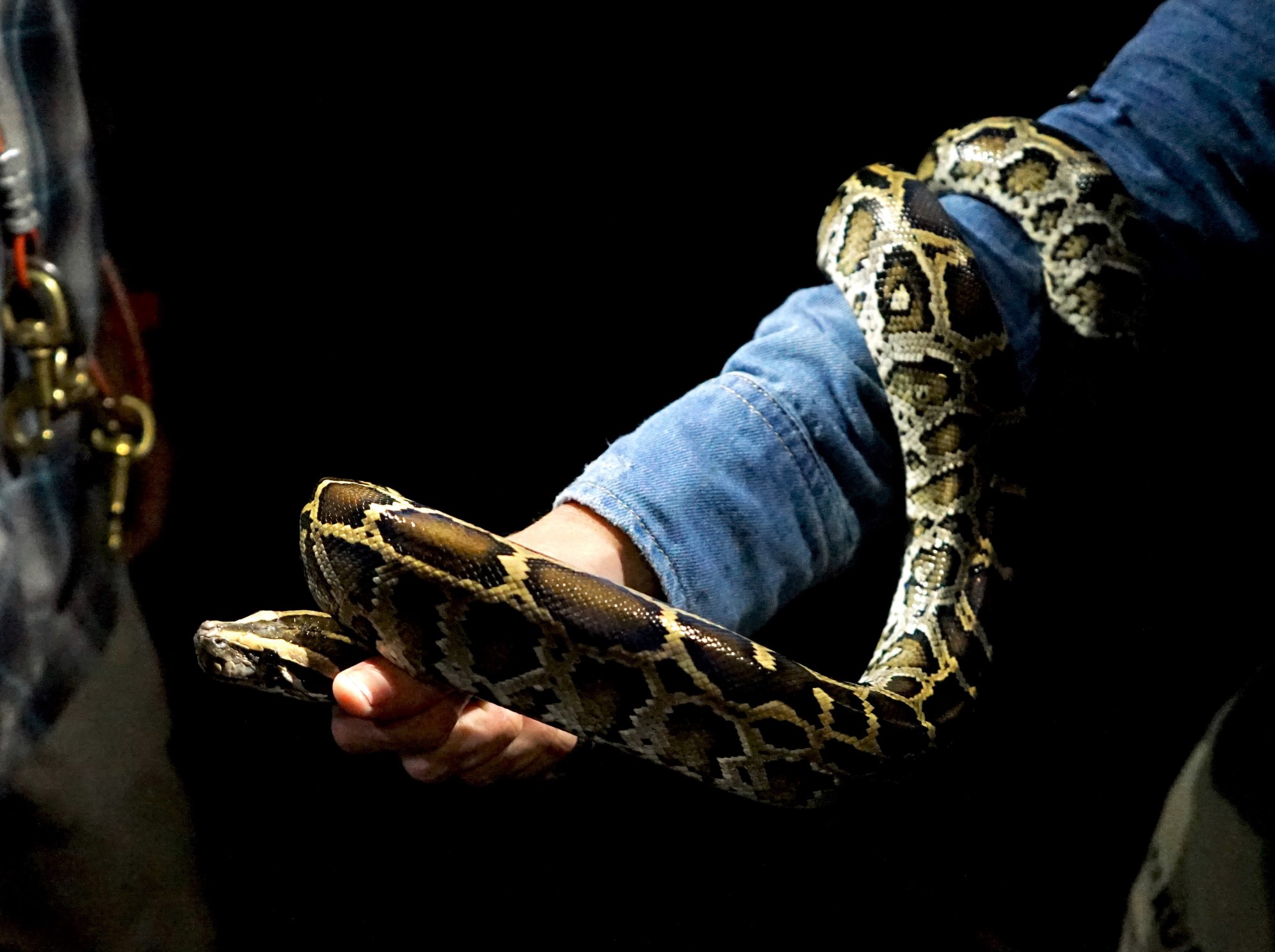 Los cazadores de Python tienen una joven pitón birmana invasiva que fue capturada al oeste de Fort Lauderdale. (Bill Kearney, personal)