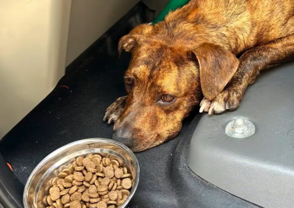 Pembroke Pines cachorro rescate