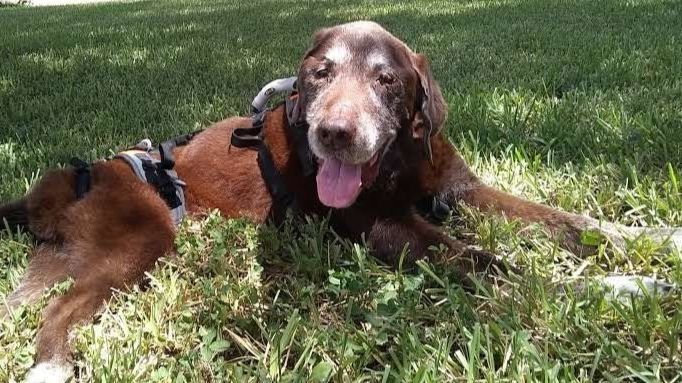 Buddy, que tiene casi 16 años, se relaja en el patio después de un tratamiento de acupuntura. Las visitas semanales han ayudado a contrarrestar los efectos de la artritis.