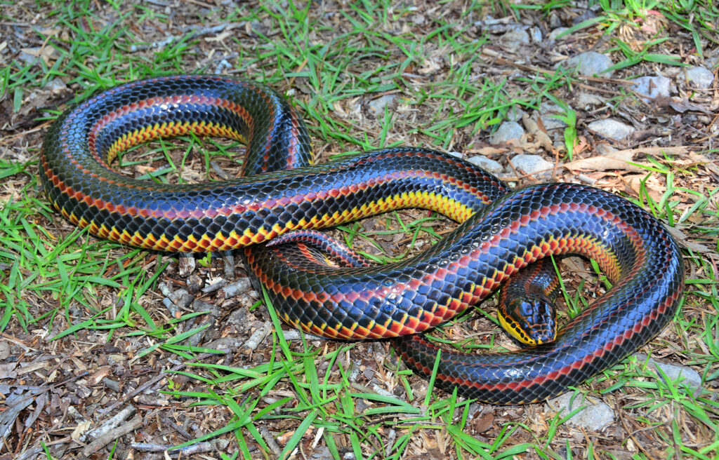 serpiente