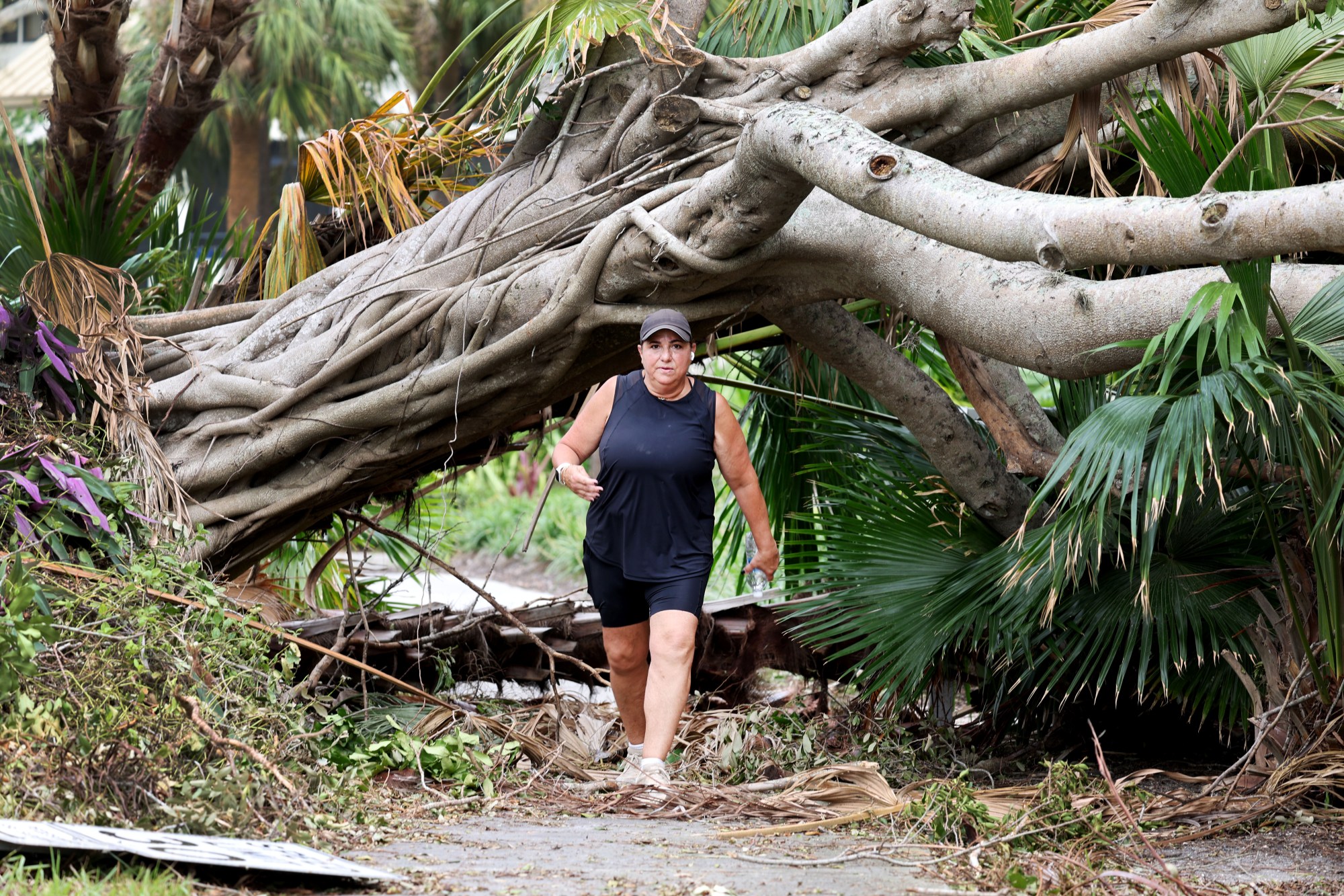 Donna Chane camina a través de una apertura debajo de un gran árbol que cayó durante el huracán Milton, bloqueando la entrada a la Comunidad Bay Isle South en Longboat Key el 11 de octubre de 2024 (Carline Jean/South Florida Sun Sentinel)