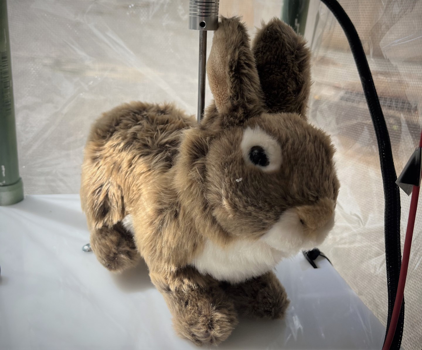 Este conejo robótico es uno de los 40 que los investigadores de la Universidad de Florida esperan atraer a las pitones birmanos invasoras. (Cortesía de Robert McCleery)