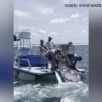 Los legisladores de Florida impulsan el cambio después de la captura viral de Manta Ray