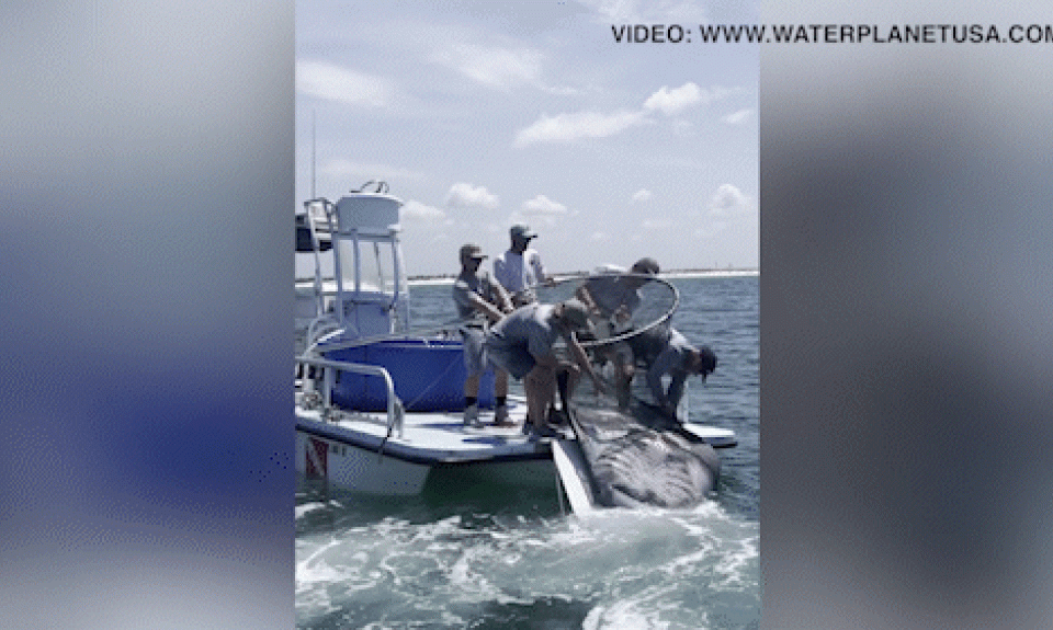 Los legisladores de Florida impulsan el cambio después de la captura viral de Manta Ray