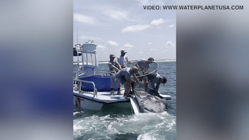 Los legisladores de Florida impulsan el cambio después de la captura viral de Manta Ray