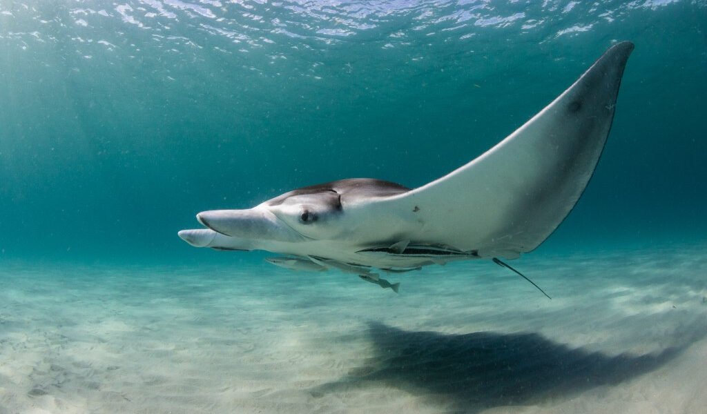 Después de la reacción violenta, Florida suspende las licencias para capturas de Manta Ray