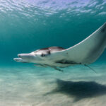 Después de la reacción violenta, Florida suspende las licencias para capturas de Manta Ray