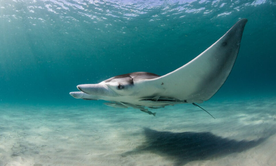 Después de la reacción violenta, Florida suspende las licencias para capturas de Manta Ray