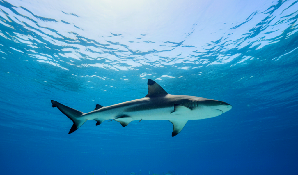 Tiburón ataca a niño de 8 años que practicaba snorkel en Key Largo