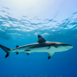 Tiburón ataca a niño de 8 años que practicaba snorkel en Key Largo