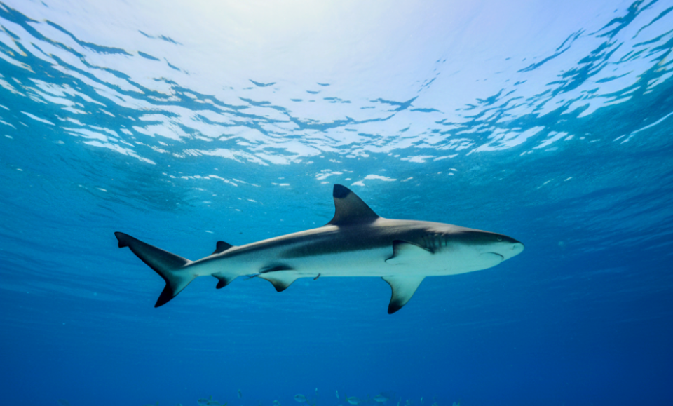 Tiburón ataca a niño de 8 años que practicaba snorkel en Key Largo