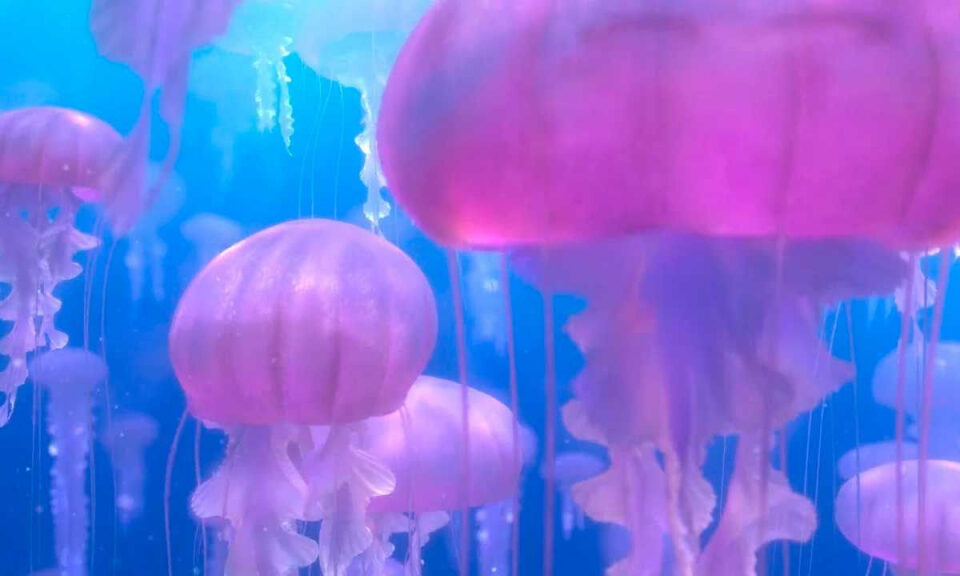 No esperaba que esta película de Pixar fuera tan científicamente precisa: «De 100 inexactitudes, solo una es un error real»