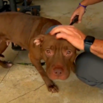 Bomberos de Fort Lauderdale encuentran perro atado en su asta de bandera