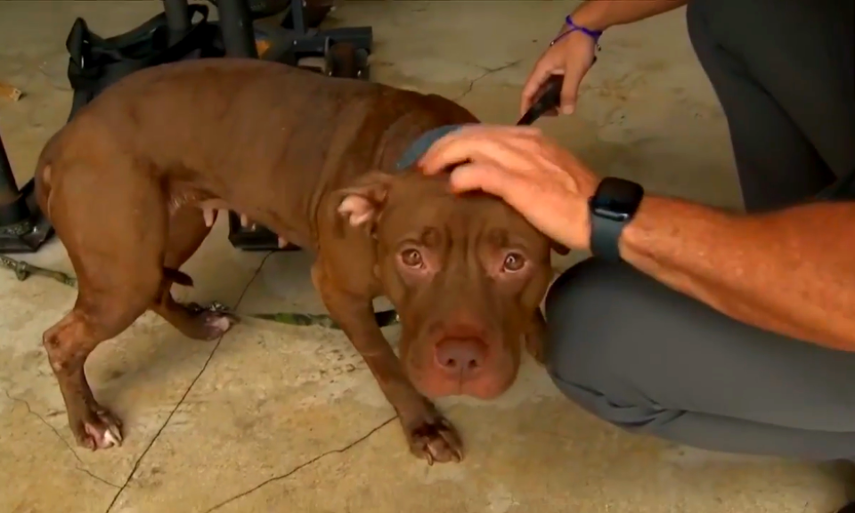 Bomberos de Fort Lauderdale encuentran perro atado en su asta de bandera