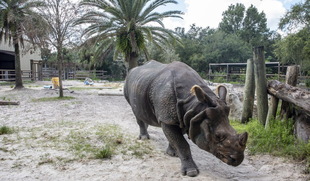 La fiesta del zoológico de Sanford para Salute Rhino en peligro de extinción se dirigió a Buffalo