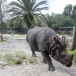 La fiesta del zoológico de Sanford para Salute Rhino en peligro de extinción se dirigió a Buffalo