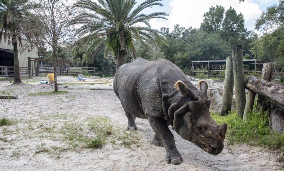La fiesta del zoológico de Sanford para Salute Rhino en peligro de extinción se dirigió a Buffalo