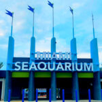 Luto en Miami Seaquarium tras muerte de delfín por enfermedad crónica