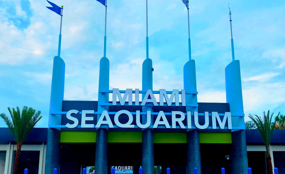 Luto en Miami Seaquarium tras muerte de delfín por enfermedad crónica