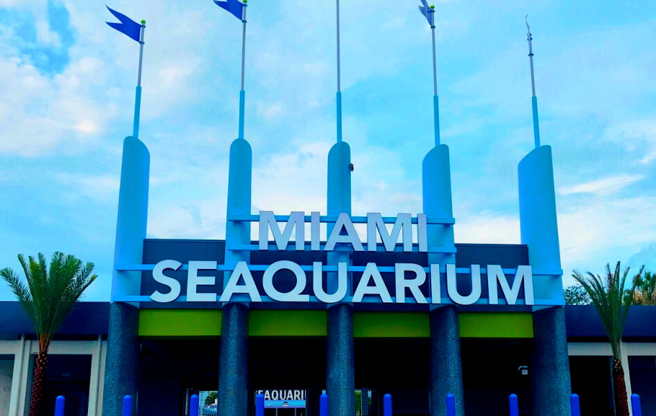 Luto en Miami Seaquarium tras muerte de delfín por enfermedad crónica