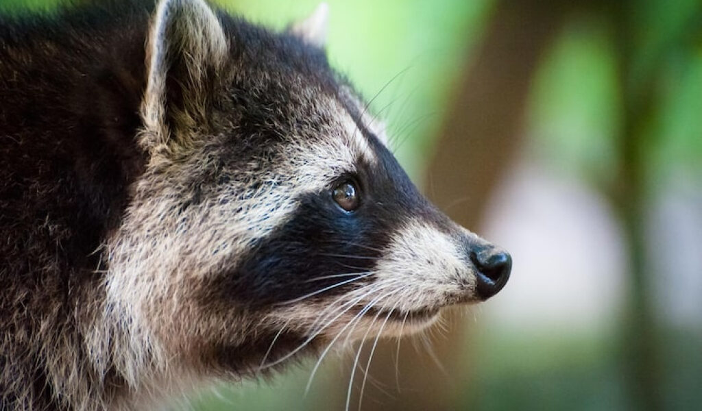 Florida emite alerta de rabia en Broward: confirmaron caso en un mapache