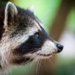 Florida emite alerta de rabia en Broward: confirmaron caso en un mapache