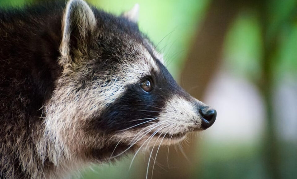 Florida emite alerta de rabia en Broward: confirmaron caso en un mapache