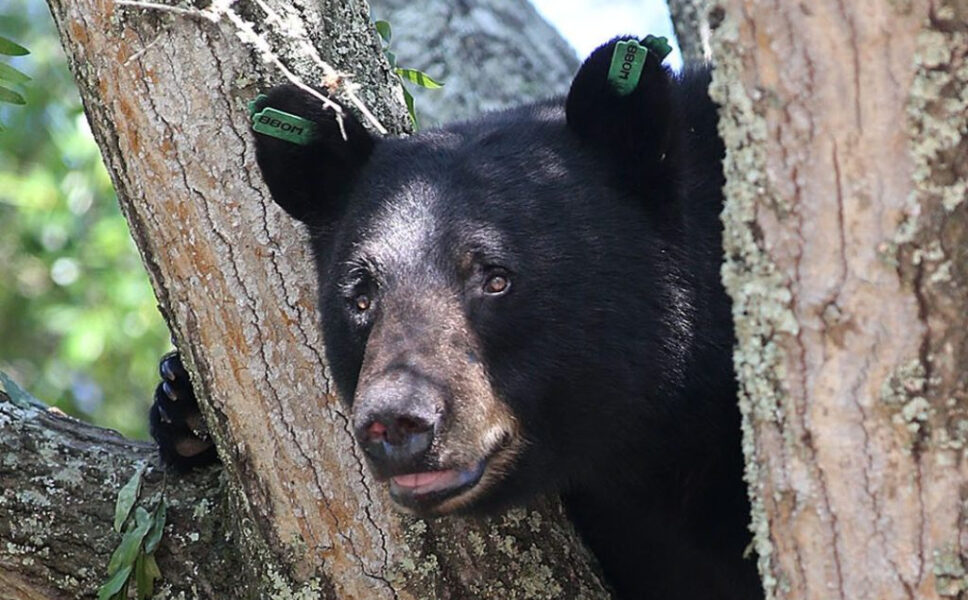 FWC dice que el hombre disparó a Bear encontrado en su casa de Florida Central