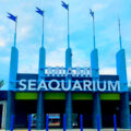 Luto en Miami Seaquarium tras muerte de delfín por enfermedad crónica