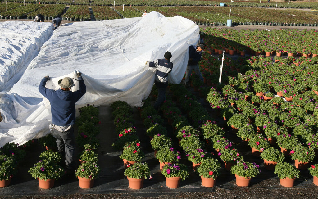 Cubra - Empleados de Dewar Nursery, Inc. en Apopka, Florida Drape Frost Cloth 29 de enero de 2007 sobre una combinación de 60 acres de rosales y anuales para protegerlos de las posibles temperaturas de congelación pronosticadas para el martes por la mañana temprano en ciertas áreas de Florida Central (Sentinel rojo Huber/Orlando)