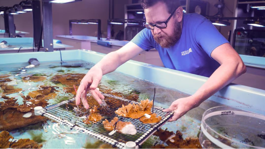 Matt Wade, un biólogo de coral senior, ata cuidadosamente el coral en bandejas en el Centro de Conservación e Investigación de Coral del Aquarium de Florida en Apollo Beach. (Jeffree Woo/Tampa Bay Times)