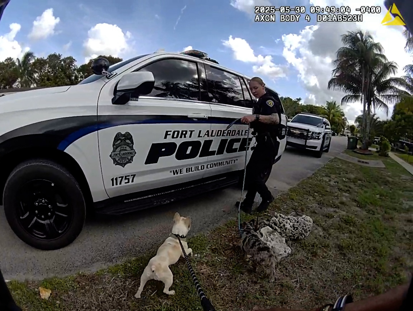 Cuatro bulldogs franceses son rescatados de una operación de reproducción por la nueva unidad de delitos animales del Departamento de Policía de Fort Lauderdale. (Departamento de Policía de Fort Lauderdale/cortesía)