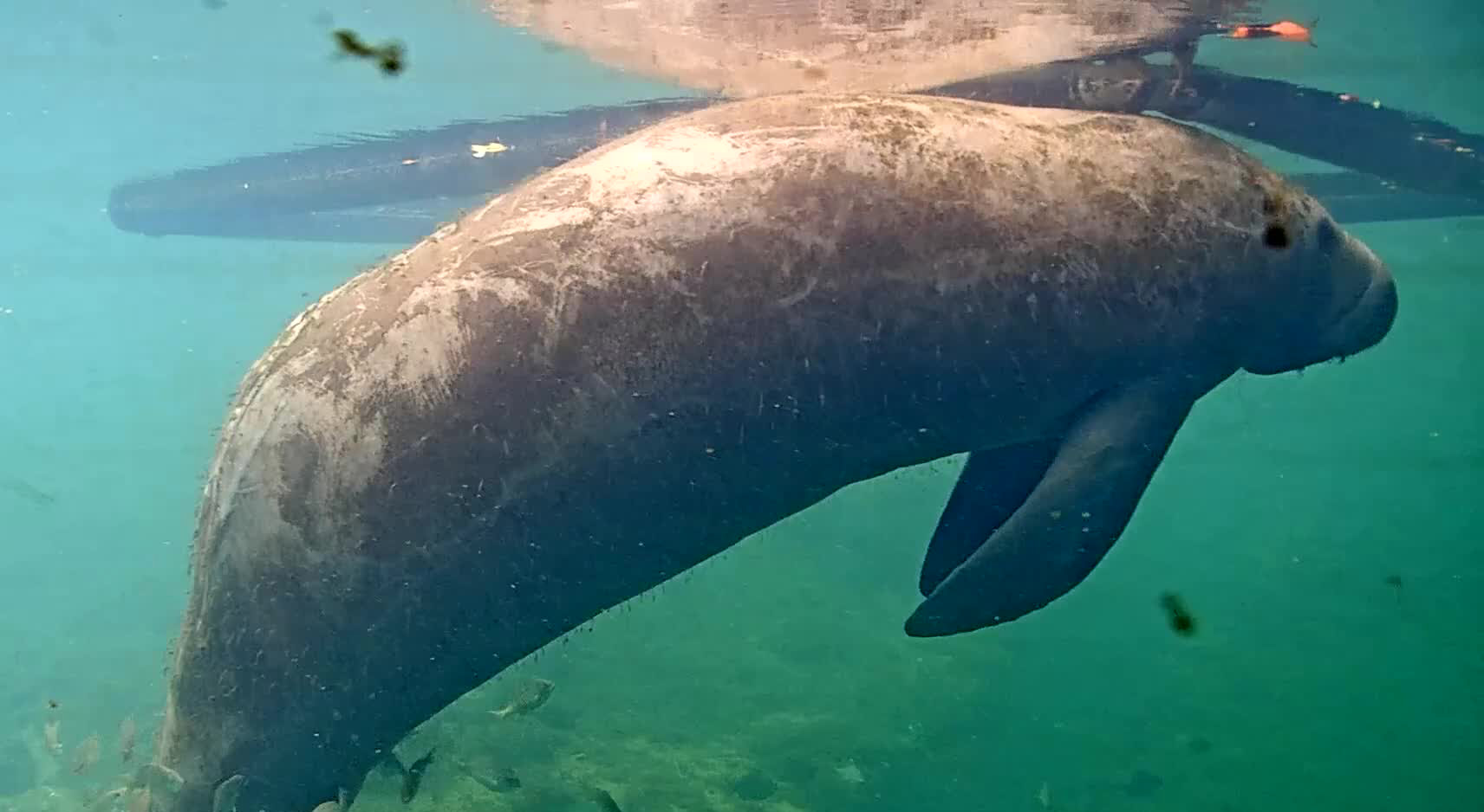 Shantay nada en las aguas de Ellie Schiller Homosassa Springs Wildlife State Park. El manatí se estaba recuperando en el parque de una huelga en bote en enero cuando quedó atrapada y ahogada después de que los empleados la dejaron desatendida en una piscina que estaba siendo drenada, según un informe federal. (Save the Manatee Club)